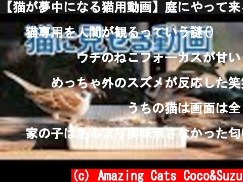 【猫が夢中になる猫用動画】庭にやって来るスズメとシメ  (c) Amazing Cats Coco&Suzu